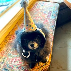 Dog Birthday Hat